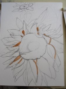 IMG_1759 Sunflower sketch